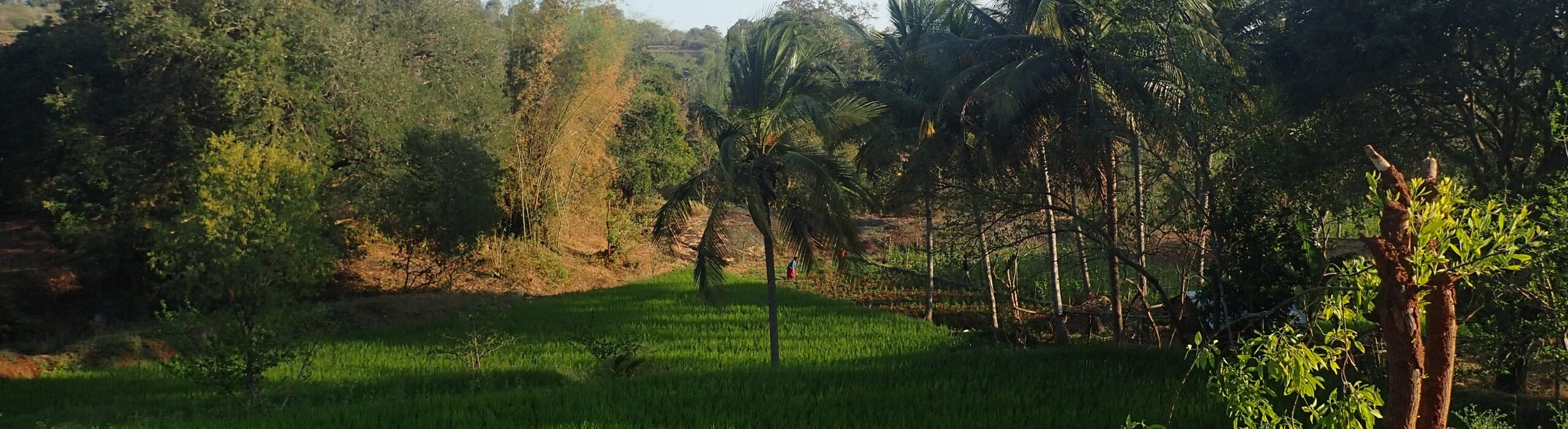 photo de rizières étagées dans les Jawadhu Hills